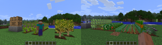 Plants & Food [1.4.6]